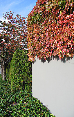 포토 JPG 해외이미지 계절 벽 잎 오렌지 자연 하늘 사람없음 세로 초록색 파란색 갈색 노란색 가을 칼날 변화 떨어짐 가득함 유기농 포도나무 땅바닥 많음 해외202004 해외포토 식물 웰빙 컬러 컨셉 과일 바닥 과일나무 생태계 파일형식 이미지허브