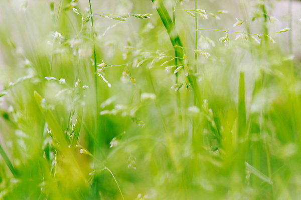 포토 JPG 해외이미지 식물 계절 공원 줄기 백그라운드 잎 꽃무늬 밭 자연 씨앗 잔디 사람없음 야외 초록색 환경 정원 화목 봄 성장 신선 허브 순수 유기농 질감 생물학 보케 부드러움 내추럴 광합성 생태학 그리너리 해외202004 해외포토 웰빙 공공시설 교육 꽃 컬러 컨셉 무늬 농업 감각 생태계 파일형식 트랜드컬러 이미지허브