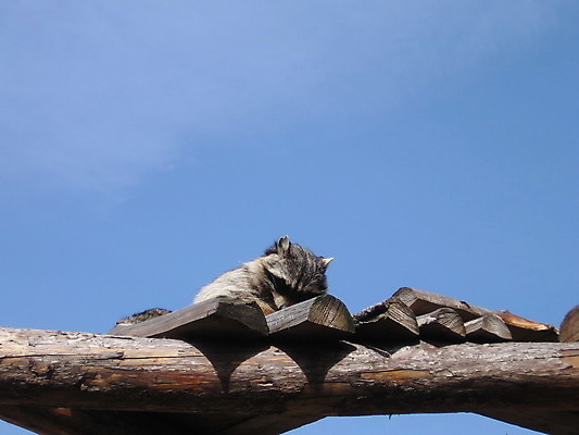포토 JPG 해외이미지 동물 백그라운드 자연 하늘 털 동물원 사람없음 목재 파란색 싱글 통나무 동물상 해외202004 해외포토 나무 컬러 재료 조형물 생태계 파일형식 이미지허브