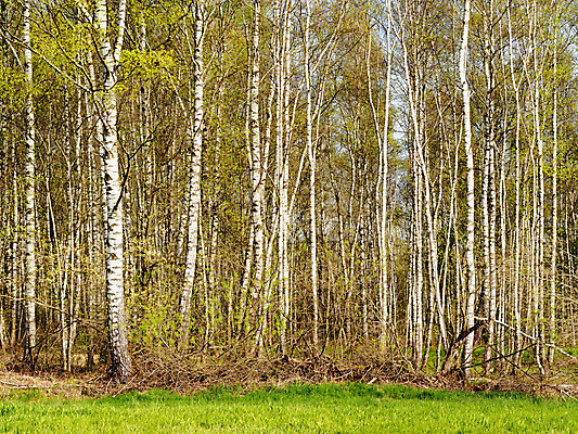 포토 JPG 해외이미지 나무 식물 계절 공원 백그라운드 잎 패턴 자연 독일 풍경 사람없음 야외 목재 초록색 여름 햇빛 환경 침묵 봄 흰색 시골 신선 숲 러시아 장면 나무껍질 자작나무 내추럴 바이에른 해외202004 해외포토 공공시설 유럽 컬러 무늬 재료 태양 소리 껍질 생태계 파일형식 이미지허브