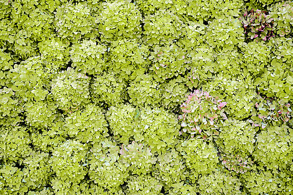 포토 JPG 해외이미지 식물 공원 벽 잎 패턴 밭 자연 추상 잔디 사람없음 야외 초록색 정원 성장 신선 클로버 질감 아이비 내추럴 해외202004 해외포토 공공시설 컬러 무늬 농업 생태계 파일형식 이미지허브