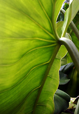 포토 JPG 해외이미지 식물 줄기 여행 백그라운드 잎 자연 휴가 건조 사람없음 초록색 덮개 나뭇가지 황무지 열대우림 허브 묘사 유기농 정맥 내추럴 복잡 치료제 해외202004 해외포토 나무 웰빙 컬러 컨셉 약 뚜껑 숲 생태계 혈관 파일형식 이미지허브