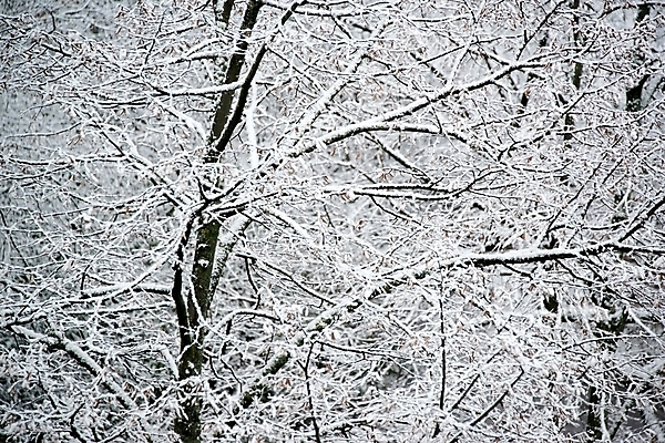포토 JPG 해외이미지 나무 계절 백그라운드 낙엽 겨울 자연 하늘 날씨 파노라마 풍경 사람없음 야외 가로 파란색 빛 냉동 얼음 추위 흰색 나뭇가지 신선 숲 크리스탈 가루 서리 지역 고드름 스카이라인 1월 2월 넘어짐 벌거벗은 해외202004 해외포토 자연요소 식물 컬러 잎 모션 촬영기법 날짜 광석 생태계 파일형식 이미지허브