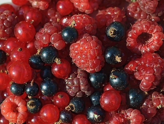 포토 JPG 해외이미지 백그라운드 과일 건강 사람없음 빨간색 검은색 신선 산딸기 건포도 해외202004 해외포토 컬러 포도 건과일 파일형식 이미지허브