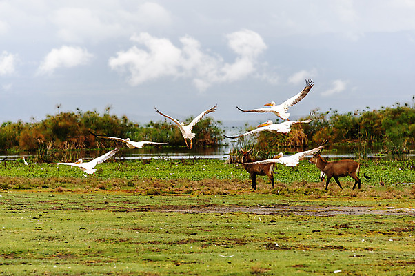 포토 JPG 해외이미지 나무 동물 호수 오렌지 아프리카 자연 조류 생물 골격 사람없음 초록색 물 힘 흰색 신선 보트 큼 펠리컨 깃털 부리 케냐 무거움 동쪽 계산서 해외202004 해외포토 자연요소 식물 나라 컬러 배_교통 과일 무게 크기 방향 생태계 파일형식 이미지허브