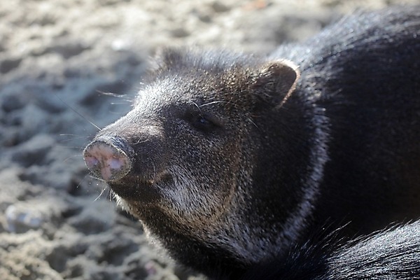 포토 JPG 해외이미지 동물 야생동물 포유류 자연 사람없음 야외 갈색 회색 사막 돼지 입 육식동물 주둥이 멧돼지 해외202004 해외포토 컬러 신체부위 생태계 파일형식 이미지허브