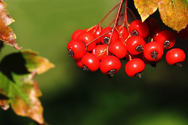 포토 JPG 해외이미지 나무 식물 계절 열매 음식 백그라운드 잎 크리스마스 꽃무늬 농업 과일 자연 사람없음 장식 빨간색 초록색 여름 빛 농작물 햇빛 태양 농장 장미 갈색 정원 성장 가을 나뭇가지 시골 닫기 다발 원예 눈덩이 숙성 채식주의자 세련 해외202004 해외포토 자연요소 기념일 꽃 산업 컬러 무늬 모션 눈_날씨 취미 생태계 채식 파일형식 이미지허브
