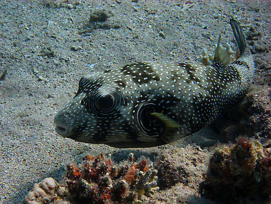 포토 JPG 해외이미지 동물 호수 야생동물 파도 바다 여행 자연 휴가 휴식 바닥 건강 이집트 어류 사람없음 물 여름 파란색 컬러풀 태양 환경 수중 꿈 탐험 산호 잠수부 다이빙 암초 내추럴 깊이 소금물 이국적 해외202004 해외포토 자연요소 계절 컬러 컨셉 아프리카 수영 수중동물 자포동물 전문직 생태계 수중스포츠 파일형식 이미지허브