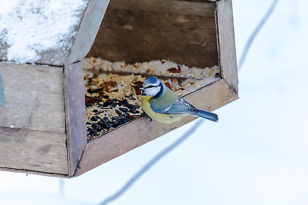 포토 JPG 해외이미지 동물 계절 공원 야생동물 음식 백그라운드 겨울 날개 자연 조류 씨앗 사람없음 야외 목재 파란색 컬러풀 갈색 노란색 환경 정원 냉동 검은색 추위 흰색 숲 작음 먹이 깃털 서리 부리 동물상 수수 수유 눈내림 해외202004 해외포토 나무 식물 공공시설 컬러 재료 눈_날씨 조형물 크기 생태계 파일형식 이미지허브