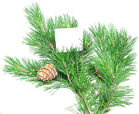 포토 JPG 해외이미지 나무 백그라운드 크리스마스 비즈니스 텍스트 휴가 사람없음 초록색 희망 공백 흰색 나뭇가지 축하 소나무 신용카드 메시지 원뿔 제의 해외202004 해외포토 도형 식물 기념일 감정 컬러 컨셉 금융 파일형식 이미지허브