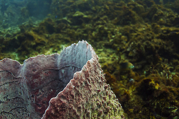 포토 JPG 해외이미지 동물 바다 섬 통 사람없음 수중 미국 산호 부드러움 암초 거인 스펀지 온두라스 해외202004 해외포토 북아메리카 감각 중앙아메리카 자포동물 파일형식 이미지허브