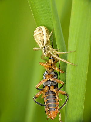 포토 JPG 해외이미지 곤충 자연 사람없음 초록색 거미줄 거미 사냥꾼 해외202004 해외포토 동물 직업 컬러 생태계 파일형식 이미지허브