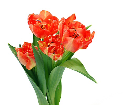 포토 JPG 해외이미지 식물 계절 공원 꽃 꽃다발 백그라운드 잎 꽃무늬 밭 자연 부활절 발렌타인데이 3 사람없음 야외 초록색 컬러풀 햇빛 태양 정원 보라색 침묵 봄 튤립 벚꽃 광선 축하 신선 닫기 5월 꽃집 엽서 내추럴 강렬 블러 해외202004 해외포토 자연요소 공공시설 기념일 컬러 컨셉 무늬 농업 모션 데이이벤트 상점 소리 날짜 편지 생태계 파일형식 이미지허브