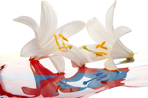 포토 JPG 해외이미지 모양 식물 디자인 교육 꽃잎 꽃 백그라운드 꽃무늬 패턴 추상 아이디어 창조 미술 사람없음 그래픽 장식 빨간색 머리 보라색 페인트 젖음 벚꽃 흰색 그리기 붓기 떨어짐 디자이너 자르기 순수 그림 심플 페인트붓 꽃가루 개성 고립 꽃수술 해외202004 해외포토 직업 컬러 컨셉 무늬 모션 문화예술 신체부위 붓 가루 파일형식 이미지허브