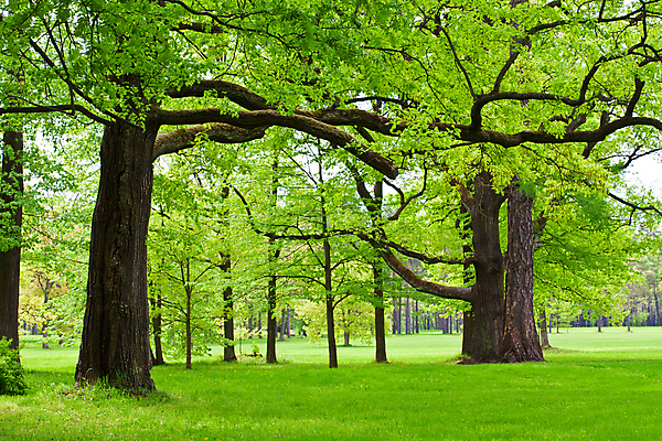 포토 JPG 해외이미지 나무 식물 계절 공원 자연 풍경 사람없음 야외 목재 초록색 여름 햇빛 환경 침묵 봄 자유 성장 나뭇가지 시골 고독 숲 땅 장면 해외202004 해외포토 공공시설 감정 컬러 컨셉 재료 태양 소리 생태계 파일형식 이미지허브