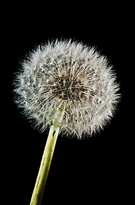 포토 JPG 해외이미지 식물 계절 꽃 백그라운드 자연 씨앗 사람없음 머리 검은색 봄 벚꽃 흰색 민들레 부드러움 솜털 고립 취급주의 해외202004 해외포토 컬러 경고 신체부위 감각 생태계 파일형식 이미지허브