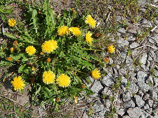 포토 JPG 해외이미지 식물 계절 꽃 백그라운드 꽃무늬 밭 자연 하늘 부활절 사람없음 초록색 햇빛 태양 노란색 정원 맑음 봄 벚꽃 흰색 신선 내추럴 해외202004 해외포토 자연요소 기념일 컬러 무늬 농업 날씨 생태계 파일형식 이미지허브
