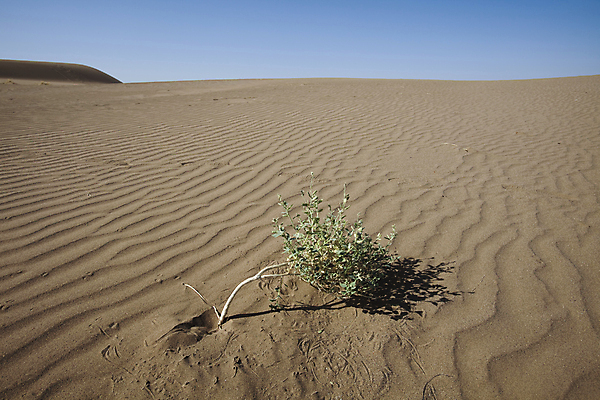 포토 JPG 해외이미지 주간 모래 자연 하늘 풍경 사람없음 야외 맑음 사막 뜨거움 모래언덕 이란 죽은나무 해외202004 해외포토 자연요소 나무 중동 날씨 언덕 생태계 파일형식 이미지허브