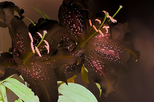 포토 JPG 해외이미지 식물 꽃잎 꽃 백그라운드 오렌지 일러스트 추상 사람없음 초록색 백합 꽃수술 부정적 해외202004 해외포토 감정 컬러 무늬 과일 파일형식 이미지허브