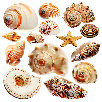 포토 JPG 해외이미지 디자인 별 모래 파도 바다 백그라운드 컨셉 패턴 곡선 자연 휴가 조개 미술 사람없음 야외 컬러풀 환경 껍질 선택 수집 배열 묘사 질감 모음 내추럴 고립 생태학 이국적 파라다이스 많음 해외202004 해외포토 자연요소 교육 선 컬러 무늬 문화예술 어패류 한글 생태계 파일형식 이미지허브