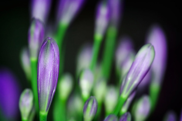 포토 JPG 해외이미지 식물 꽃잎 꽃 분홍색 백그라운드 잎 꽃무늬 자연 추상 사람없음 초록색 노란색 정원 보라색 봄 벚꽃 신선 개화 닫기 꽃집 묘사 원예 내추럴 해외202004 해외포토 계절 컬러 무늬 모션 취미 상점 생태계 파일형식 이미지허브