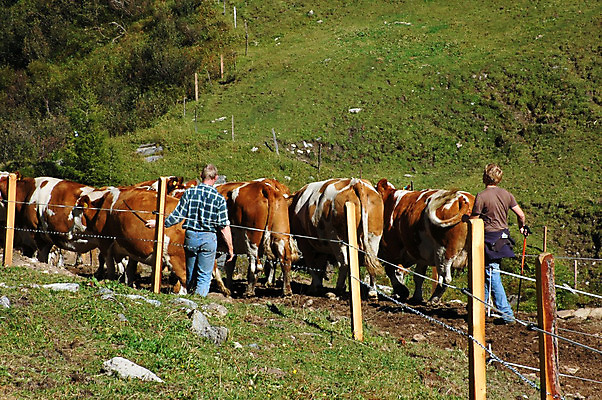 포토 JPG 해외이미지 동물 유럽 도로 포즈 농업 자연 뿔 육류 사람 사람없음 가로 농장 쌓기 가축 우유 시골 업무 작업 소 오스트리아 군중 농부 주식 알프스 기르기 밭일 반추동물 해외202004 해외포토 직업 나라 산업 길 식재료 포유류 교통시설 모션 유제품 금융 생태계 돌봄 파일형식 이미지허브