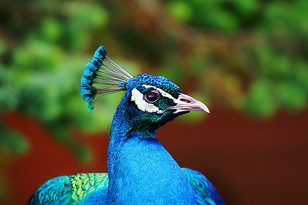 포토 JPG 해외이미지 남자 조류 사람없음 초록색 파란색 컬러풀 머리 닫기 공작 해외202004 해외포토 동물 컬러 모션 사람 신체부위 파일형식 이미지허브