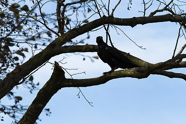 포토 JPG 해외이미지 나무 동물 공원 남자 야생동물 백그라운드 겨울 날개 자연 조류 하늘 동물원 앉기 풍경 사람없음 야외 빨간색 초록색 물 여름 파란색 컬러풀 갈색 노란색 평화 검은색 봄 흰색 나뭇가지 숲 작음 깃털 부리 내추럴 동물상 해외202004 해외포토 자연요소 식물 계절 공공시설 컬러 컨셉 모션 사람 조형물 크기 생태계 파일형식 이미지허브