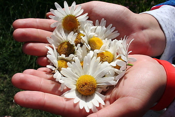 포토 JPG 해외이미지 식물 손 여자 꽃잎 꽃 백그라운드 자연 휴식 친절 사랑 사람 성인 사람없음 초록색 노란색 스파 봄 화장품 흰색 신선 피부관리 데이지 내추럴 거짓말 돌봄 캐모마일 해외202004 해외포토 계절 감정 컬러 컨셉 모션 신체부위 뷰티 허브 생태계 파일형식 이미지허브