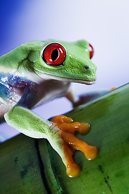 포토 JPG 해외이미지 주간 한마리 야생동물 매달리기 양서류 근접촬영 사람없음 야외 청개구리 잎줄기 해외202004 해외포토 자연요소 동물 1 뷰포인트 줄기 모션 개구리 파일형식 이미지허브