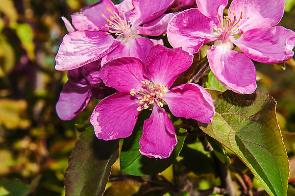 포토 JPG 해외이미지 나무 식물 디자인 계절 공원 꽃잎 꽃 분홍색 백그라운드 잎 꽃무늬 자연 사람없음 야외 빨간색 초록색 빛 컬러풀 정원 맑음 봄 성장 벚꽃 나뭇가지 신선 개화 사과 원예 질감 아로마 내추럴 해외202004 해외포토 공공시설 컬러 무늬 과일 날씨 취미 생태계 파일형식 이미지허브