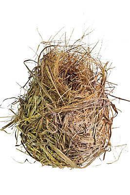 포토 JPG 해외이미지 나무 디자인 패턴 자연 조류 사람없음 파란색 갈색 나뭇가지 둥지 밀짚 해외202004 해외포토 식물 동물 컬러 무늬 짚 생태계 파일형식 이미지허브