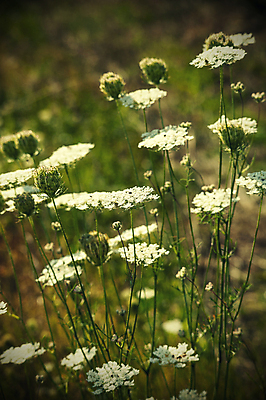 포토 JPG 해외이미지 식물 꽃 밭 자연 풍경 사람없음 야외 여름 들꽃 벚꽃 흰색 개화 클로버 땅 허브 장면 내추럴 해외202004 해외포토 계절 컬러 농업 생태계 파일형식 이미지허브