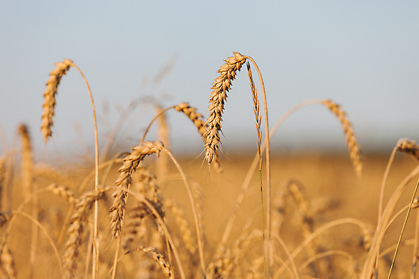 포토 JPG 해외이미지 식물 계절 산업 음식 빵 줄기 백그라운드 밭 농업 자연 하늘 건조 옥수수 씨앗 풍경 사람없음 야외 초록색 여름 파란색 농작물 햇빛 태양 농장 노란색 수확 성장 시골 신선 황금 상품 낟알 땅 시리얼 밀 유기농 보리 장면 밀짚 숙성 호밀 수평선 세련 해외202004 해외포토 자연요소 웰빙 컬러 곡류 짚 생태계 파일형식 이미지허브