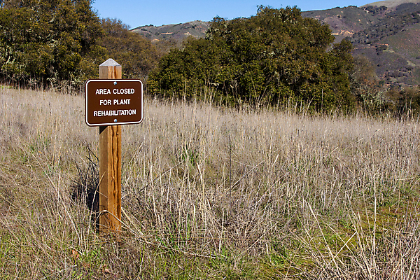 포토 JPG 해외이미지 잎 패턴 자국 종류 사람없음 초록색 컬러풀 환경 닫기 사인 캘리포니아 해외202004 해외포토 식물 컬러 무늬 모션 미국 파일형식 이미지허브