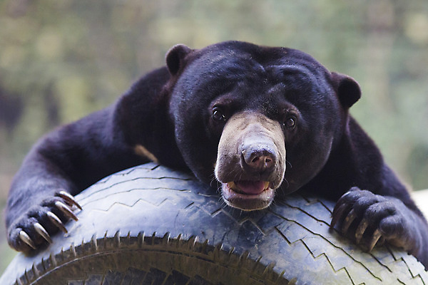 포토 JPG 해외이미지 나무 동물 응시 아시아 야생동물 캐나다 곰 포유류 자연 생물 털 동물원 종류 동양인 사람없음 옆모습 햇빛 태양 갈색 검은색 잠 입 치아 숲 큼 열대우림 싱글 낮잠 심플 인도네시아 육식동물 멸종 꿀 남쪽 총구 해외202004 해외포토 자연요소 식물 시선 나라 뷰포인트 컬러 북아메리카 인종 신체부위 소화기관 크기 방향 생태계 파일형식 이미지허브