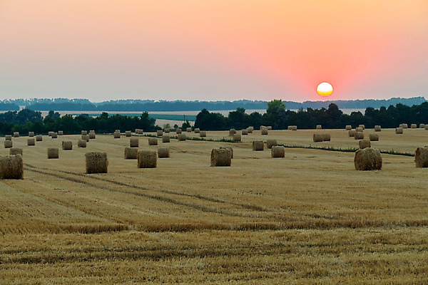 포토 JPG 해외이미지 나무 식물 계절 백그라운드 밭 자연 하늘 날씨 풍경 잔디 사람없음 야외 초록색 여름 파란색 햇빛 활발 성장 시골 숲 땅 허브 언덕 평야 수평선 해외202004 해외포토 컬러 컨셉 농업 태양 생태계 파일형식 이미지허브