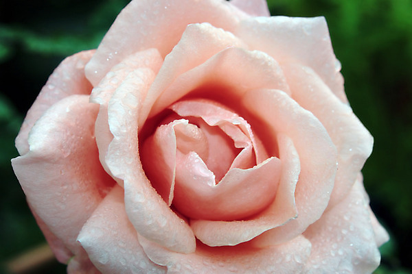 포토 JPG 해외이미지 식물 기념일 꽃잎 꽃 분홍색 백그라운드 꽃무늬 자연 추상 휴가 휴식 발렌타인데이 선물 사랑 사람없음 장식 빨간색 물 장미 정원 봄 젖음 벚꽃 물방울 하트 신선 센터 우아함 달콤 이슬 묘사 싱글 향기 아로마 열정 부드러움 아로마테라피 내추럴 고립 파스텔톤 해외202004 해외포토 자연요소 모양 계절 감정 컬러 컨셉 무늬 데이이벤트 이벤트 감각 맛 생태계 냄새 테라피 파일형식 이미지허브