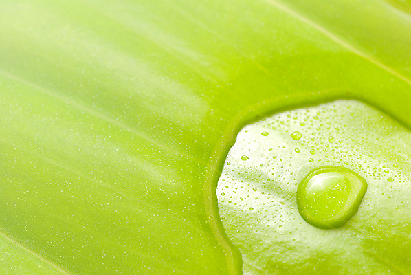 포토 JPG 해외이미지 나무 식물 디자인 계절 백그라운드 잎 패턴 자연 날씨 추상 새로움 건강 사람없음 초록색 물 빛 반사 환경 정원 화목 봄 활발 젖음 물방울 신선 투명 액체 떨어짐 숲 이슬 빗방울 순수 질감 내추럴 해외202004 해외포토 자연요소 컬러 컨셉 무늬 비_날씨 생태계 파일형식 이미지허브