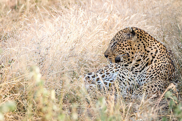 포토 JPG 해외이미지 동물 척추동물 응시 공원 야생동물 여행 포유류 아프리카 자연 친절 털 사람없음 야외 환경 고양이 힘 행성 운전 게임 황무지 보호 위험 큼 모피 심볼 사파리 속도 육식동물 사냥꾼 표범 내추럴 사바나 전국 해외202004 해외포토 직업 시선 공공시설 나라 컨셉 모션 놀이 반려동물 우주 크기 생태계 파일형식 이미지허브