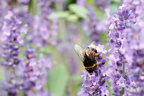 포토 JPG 해외이미지 식물 동물 꽃잎 꽃 여행 곤충 잎 꽃무늬 밭 날개 자연 풍경 사람없음 초록색 여름 컬러풀 노란색 정원 보라색 검은색 봄 벚꽃 황금 벌 허브 향수 묘사 향기 꽃가루 꿀 라벤더 내추럴 호박벌 해외202004 해외포토 계절 컬러 무늬 농업 화장품 벌_곤충 가루 생태계 냄새 파일형식 이미지허브