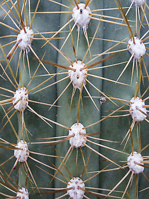 포토 JPG 해외이미지 모양 식물 잎 패턴 자연 선인장 건조 사람없음 초록색 여름 지구본 정원 사막 원형 가시 위험 척추 묘사 해외202004 해외포토 도형 계절 컬러 컨셉 무늬 뼈 생태계 파일형식 이미지허브