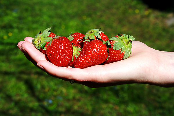 포토 JPG 해외이미지 손 열매 음식 백그라운드 잎 다이어트 과일 손가락 자연 딸기 디저트 건강 씨앗 사람없음 빨간색 초록색 여름 컬러풀 정원 활발 신선 달콤 자르기 묘사 오브젝트 싱글 상쾌 유기농 내추럴 종료 숙성 식용 해외202004 해외포토 식물 웰빙 계절 감정 컬러 컨셉 모션 신체부위 맛 생태계 파일형식 이미지허브