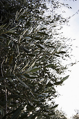 포토 JPG 해외이미지 나무 식물 전통 계절 유럽 음료 음식 잎 밭 농업 다이어트 채소 과일 자연 건강 요리 풍경 사람없음 야외 초록색 농장 검은색 이탈리아 샐러드 튀김 수확 시골 신선 황금 땅 지중해 먹기 올리브 칼로리 내추럴 밭일 해외202004 해외포토 열매 나라 산업 바다 컬러 모션 생태계 파일형식 이미지허브