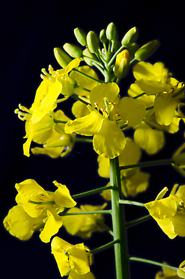 포토 JPG 해외이미지 나무 식물 계절 꽃 백그라운드 밭 농업 자연 씨앗 풍경 사람없음 야외 초록색 여름 파란색 농작물 컬러풀 농장 노란색 우주 환경 봄 시골 신선 닫기 유채 내추럴 밭일 카놀라 해외202004 해외포토 산업 컬러 모션 생태계 파일형식 이미지허브
