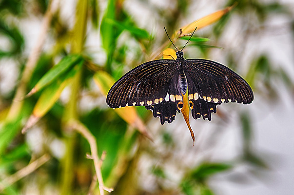 포토 JPG 해외이미지 동물 디자인 야생동물 분홍색 나비 곤충 백그라운드 잎 신체 날개 자연 사람없음 빨간색 초록색 컬러풀 정원 검은색 흰색 점 내추럴 동물상 루비 이국적 강조 해외202004 해외포토 식물 컬러 조형물 보석 생태계 파일형식 이미지허브