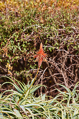 포토 JPG 해외이미지 식물 1 꽃 백그라운드 잎 오렌지 아프리카 자연 사람없음 빨간색 여름 정원 봄 사막 성장 닫기 약초 큼 피부 싱글 태평양 남쪽 내추럴 감탄 돌봄 루트 알로에 이스라엘 많음 추가 해외202004 해외포토 계절 나라 바다 컬러 컨셉 과일 모션 신체부위 풀_식물 크기 방향 생태계 서아시아 파일형식 이미지허브