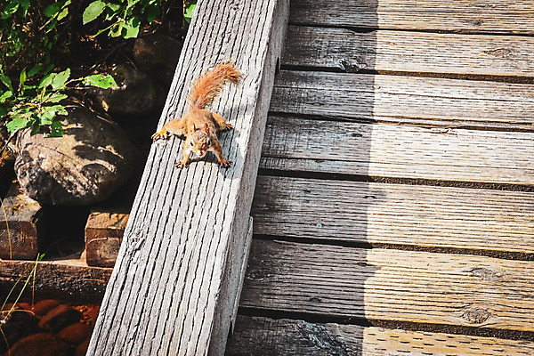 포토 JPG 해외이미지 나무 식물 동물 공원 벽 캐나다 패턴 건축양식 포유류 자연 표면 날씨 사람없음 건물 목재 울타리 갈색 맑음 회색 수확 소나무 거친 닫기 널 묘사 질감 복고 다람쥐 도마뱀 내추럴 그런지 수목 옛날 해외202004 해외포토 건축물 공공시설 건축 컬러 북아메리카 무늬 농업 재료 파충류 모션 담장 설치류 생태계 파일형식 이미지허브
