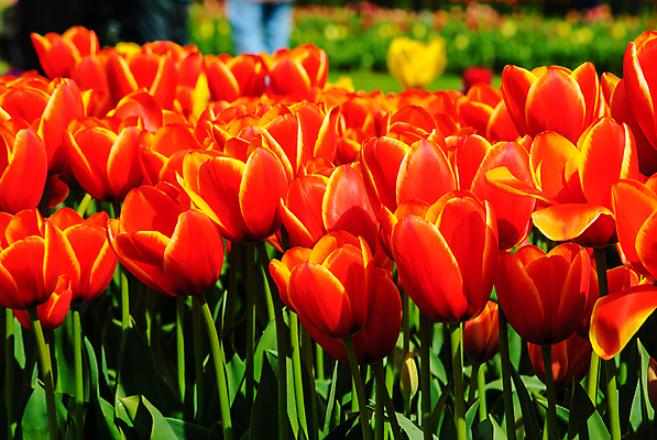 포토 JPG 해외이미지 식물 공원 꽃 백그라운드 밭 자연 사람없음 야외 빨간색 초록색 컬러풀 노란색 정원 봄 튤립 벚꽃 해외202004 해외포토 계절 공공시설 컬러 농업 생태계 파일형식 이미지허브