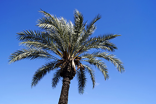 포토 JPG 해외이미지 나무 잎 자연 하늘 손바닥 사람없음 파란색 태양 파라다이스 해외202004 해외포토 자연요소 식물 손 컬러 생태계 파일형식 이미지허브
